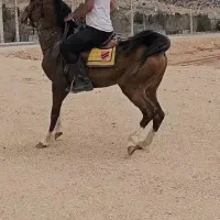 سیلمی دره شوری جهت کشش، فوق دمگیر