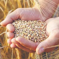 گندم|خوردنی و آشامیدنی|اوز, |دیوار