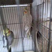 عروس هلندی مولد