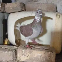 کفتر|پرنده|مشهد, کارگران|دیوار
