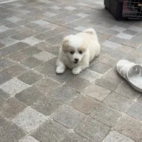 پامر خرسی(فوری)