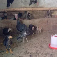 بوقلمون