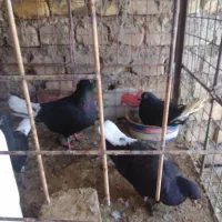 کفتر دم سفید