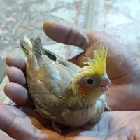 فروش رفتن