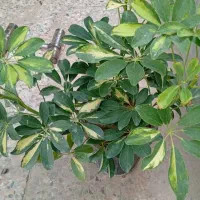 گل و گیاه اپارتمانی. مقاوم باغ باغچه