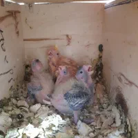 جوجه عروس هلندی