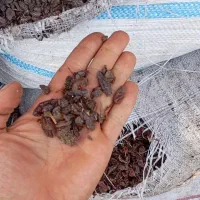 کشمش گوشتی بدون هسته بی دانه