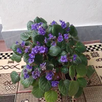 گل سالم خانگی