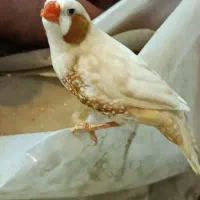 فنچ|پرنده|اراک, |دیوار
