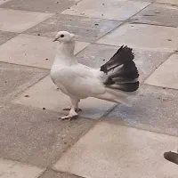 دم چتری