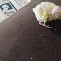 جوجه سرلاکی چشم شرابی مناسب دستی کردن