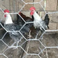 خروس براکل