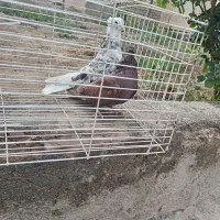 کبوتر هفترنگ دمسفید