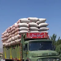 گاه گندم کرمانشاه 200تن دیم سفید
