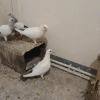سلام نرماده دم گلی جوجه داده ضمانتی