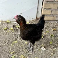 مرغ گلین چهل تاج تخم‌گذار