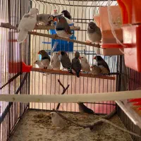 فنچ عمده