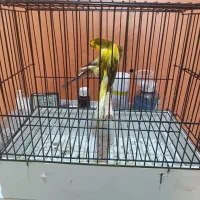 قناری رسمی بلند