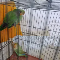 فروش طوطی برزیلی