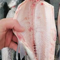 تازه تازه ماهی از استخر