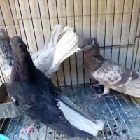 کبوتر رنگی موشی دم سفید سینه دم سیاه کله سبز