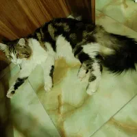 گربه پرشین