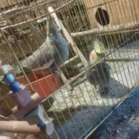 یک جفت عروس هلندی