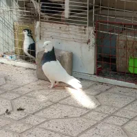 کبوتر طوقی