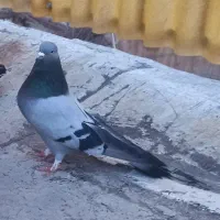 کبوتر|پرنده|فارسان, |دیوار