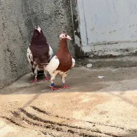 جفت میولمنز کل و دم سرخ