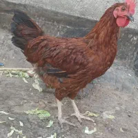 خروس جوان