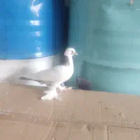 کبوتر|پرنده|مرند, |دیوار