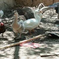 غو غاز