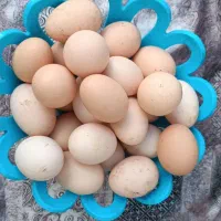 تخم مرغ محلی نطفه دار18000