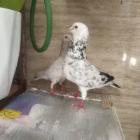 کفتر سار معاوضه