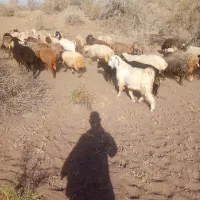 گله چاق وسرحال سالم یکجا بفروش می رسد