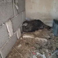 بوقلمون ماده
