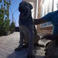 توله‌