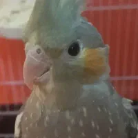 پرنده عروس هلندی