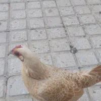 تخم مرغ سیبرایت بوف