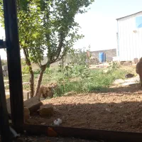 ۱۳۵۲متر چهار دیواری ۲ متری درختان پسته و میوه