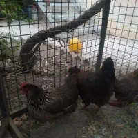 مرغ تخم گذار