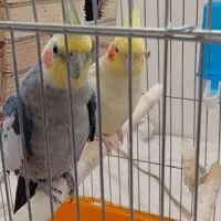 فروش عروس هلندی جفت نر و ماده