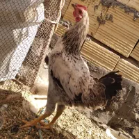 مرغ و خروس