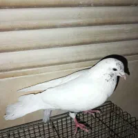گم شده|حیوانات|فردیس, فردیس|دیوار