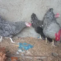جوجه آمروک