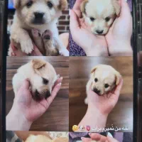 توله سگ ۳ماهه