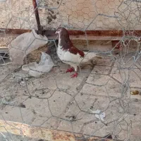 کبوتر