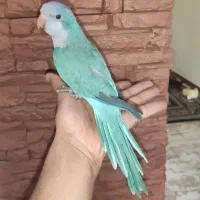 راهب بلو اسکای(فول دستی )