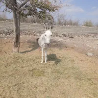 فروش الاغ جوان واصیل